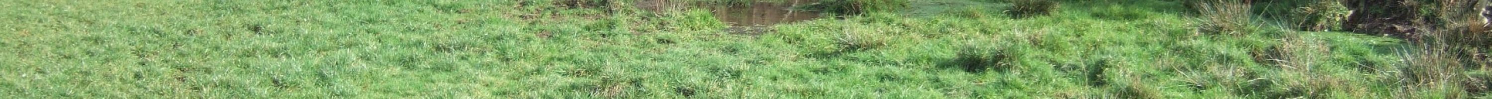 Grenouille rousse_ponte_R. MOREL 08