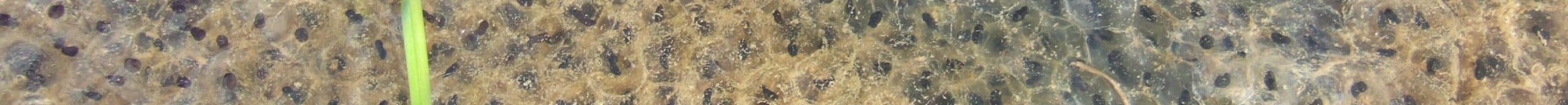 Grenouille rousse_ponte_R. MOREL 09