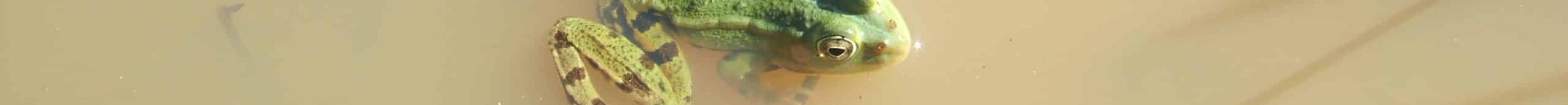 Grenouille verte R. MOREL 01