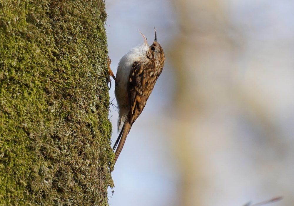 Le Grimpereau des bois