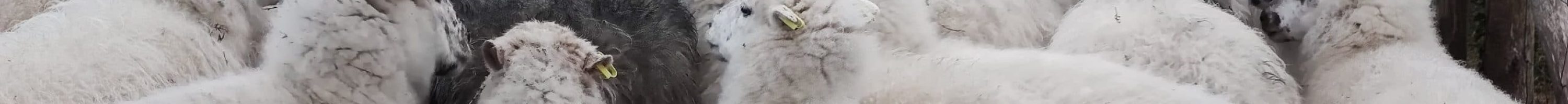 MOUTONS_CAPSIZUN_MAELYS_2025