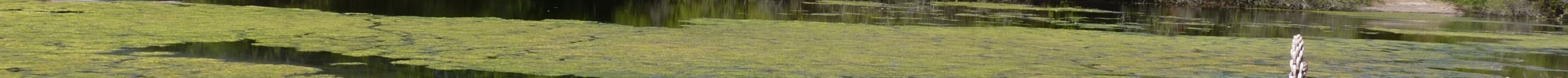 ORE_44Etang du Cardinal 2017 A. Lachaud (5)