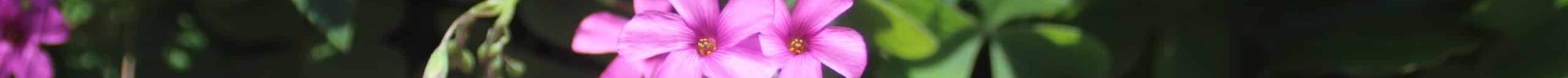 Oxalis latifolia_Locqueltas_RNNG