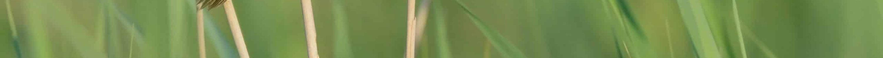 PavelŠtěpánek_02Juil2020_Podlaskie-Pologne4