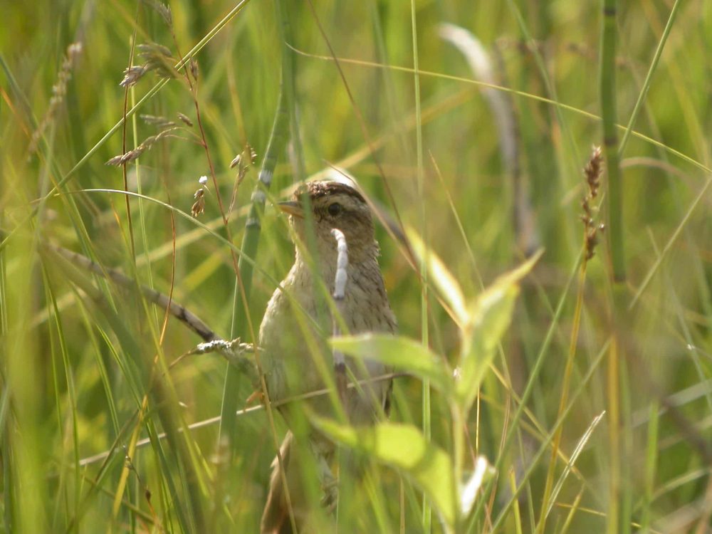Phragmite aquatique femelle_A. Le NevÃ©