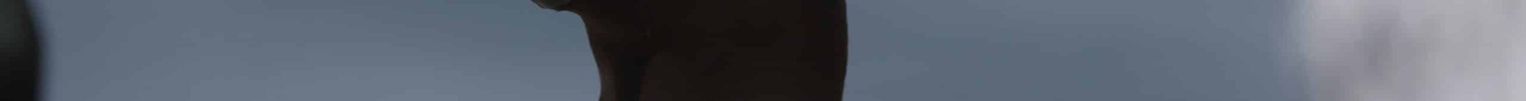 Pingouin_torda__Francois_Hémery