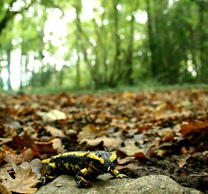 Salamandre tachetée - Charles Martin 1