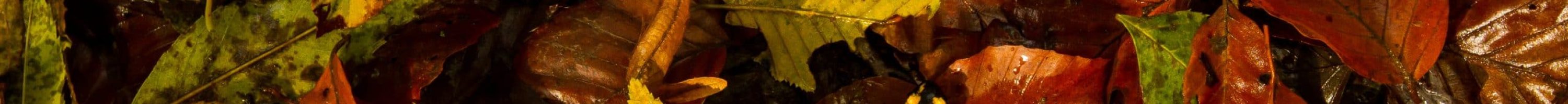 Salamandre_tachetée_juvénile_Charles_Martin