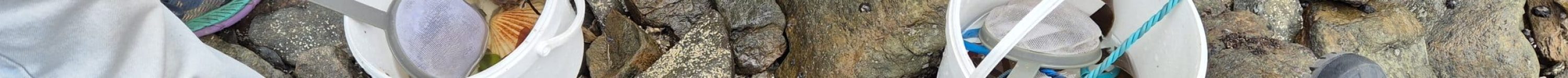 Stage estran - Février 2026 avec Bretagne Vivante (12)