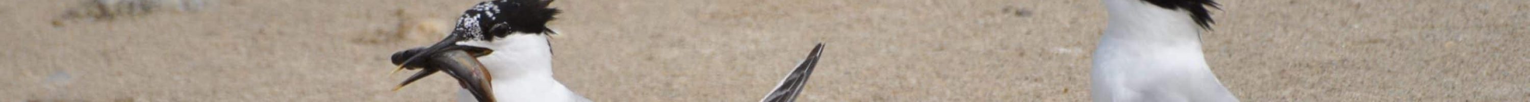 Sterne caugek en alimentation ile aux Moutons J.GROUSSEAU BV