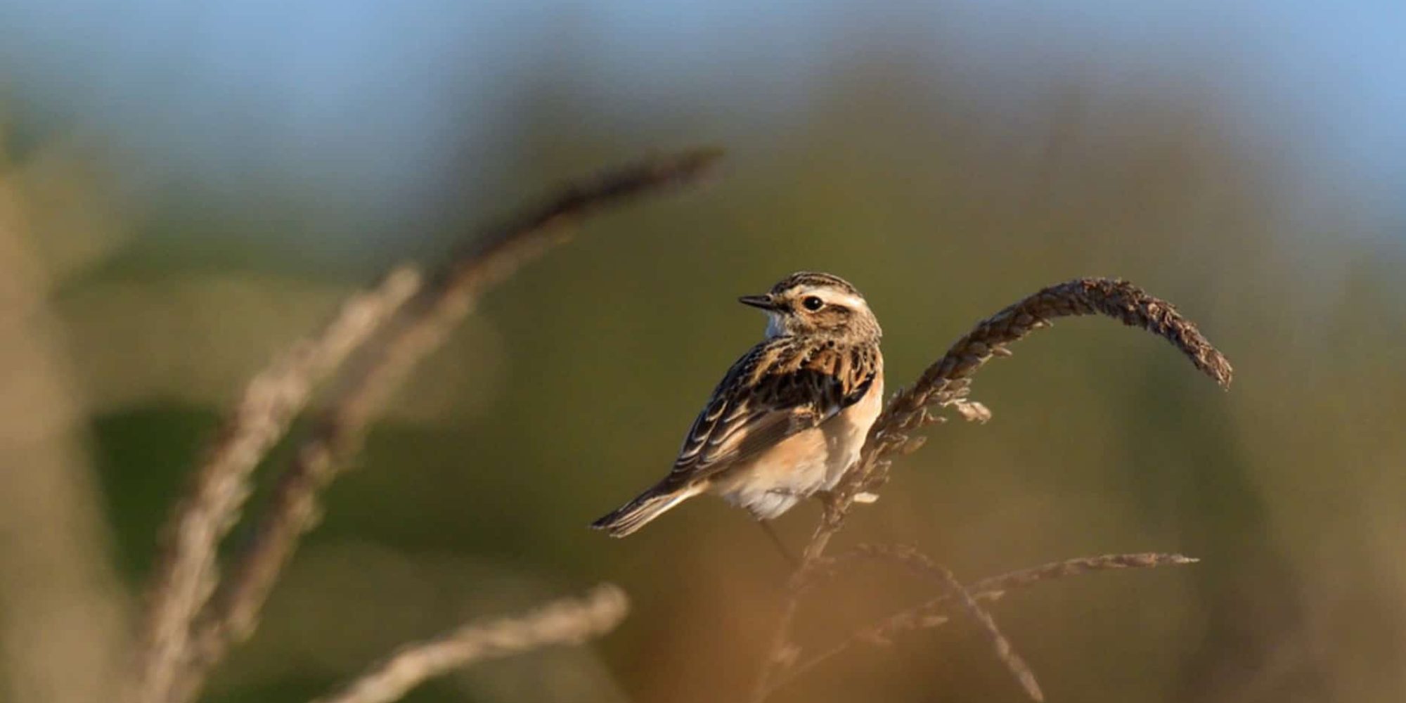 TarierDesPrés-A.Deniaud