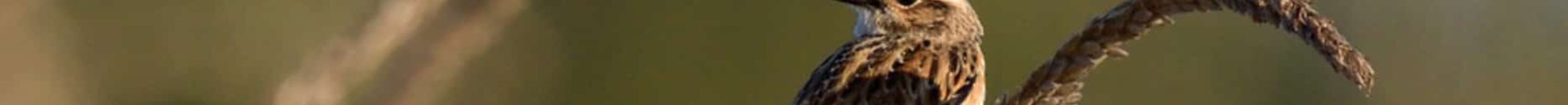 TarierDesPrés-A.Deniaud