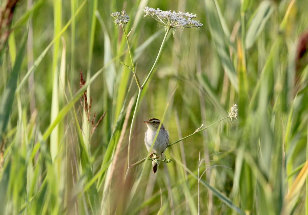 VP_Phragmite_aquatique_07.2017_Pologne.2