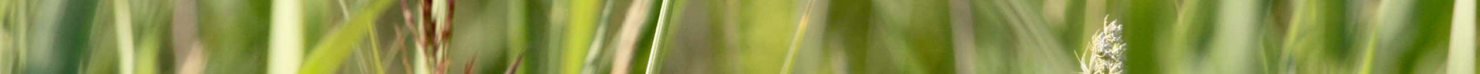 VP_Phragmite_aquatique_07.2017_Pologne.2