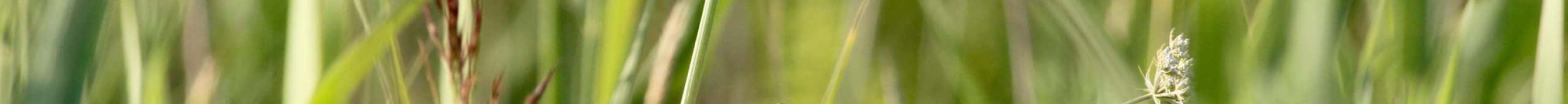 VP_Phragmite_aquatique_07.2017_Pologne.2