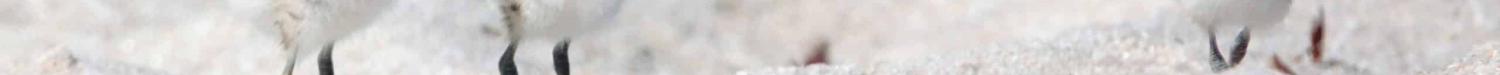 bébé gravelot Fabrice Launay