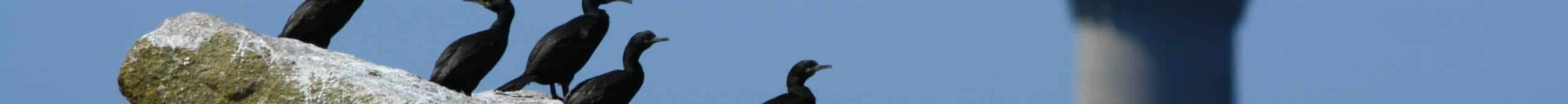 cormorans huppés (Corentin Kermarrec)