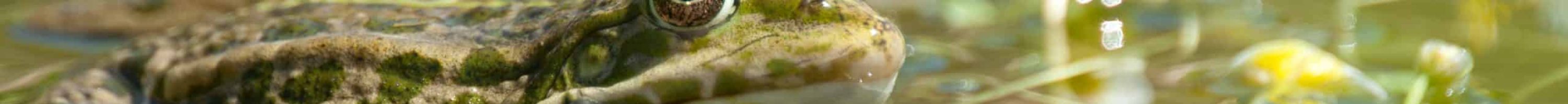 grenouille verte E.Holder