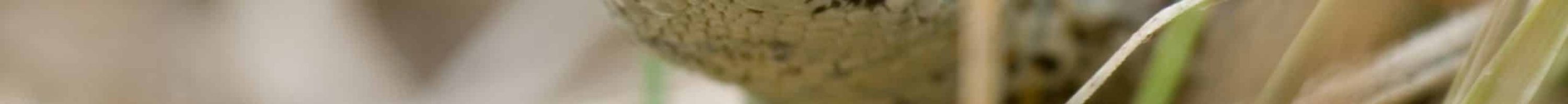 lézard vivipareEHolder