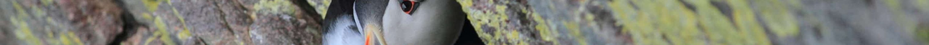 macareux moine dans la falaise EHolder