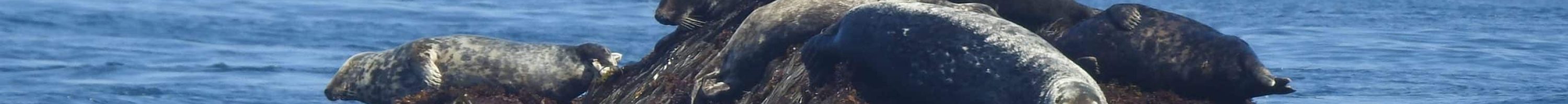 phoques gris à la Méloine