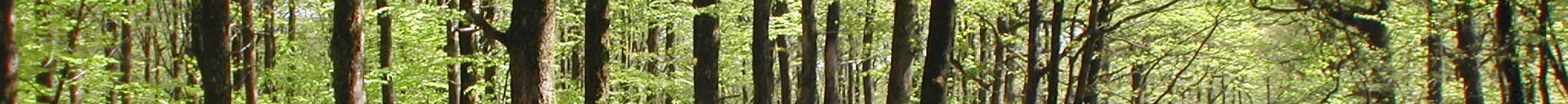 Grûmes de chênes en bord de route, forêt de Mervent