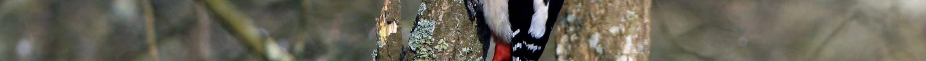 pic épeiche Saint-Renan mars2016 (1)