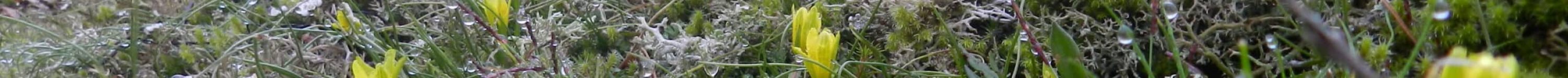 réserve de Pied Bercy (Gagée de bohème) GMazo