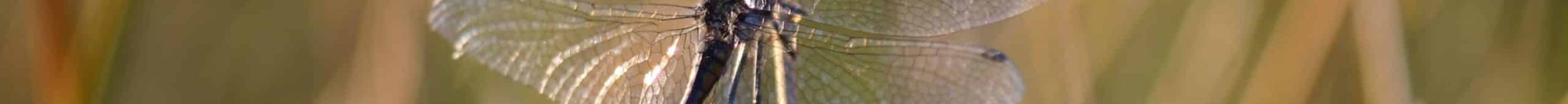 sympetrum noir Venec_E_HOLDER