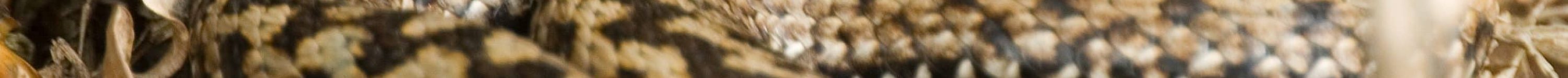 vipère péliade mâle EHolder (1)